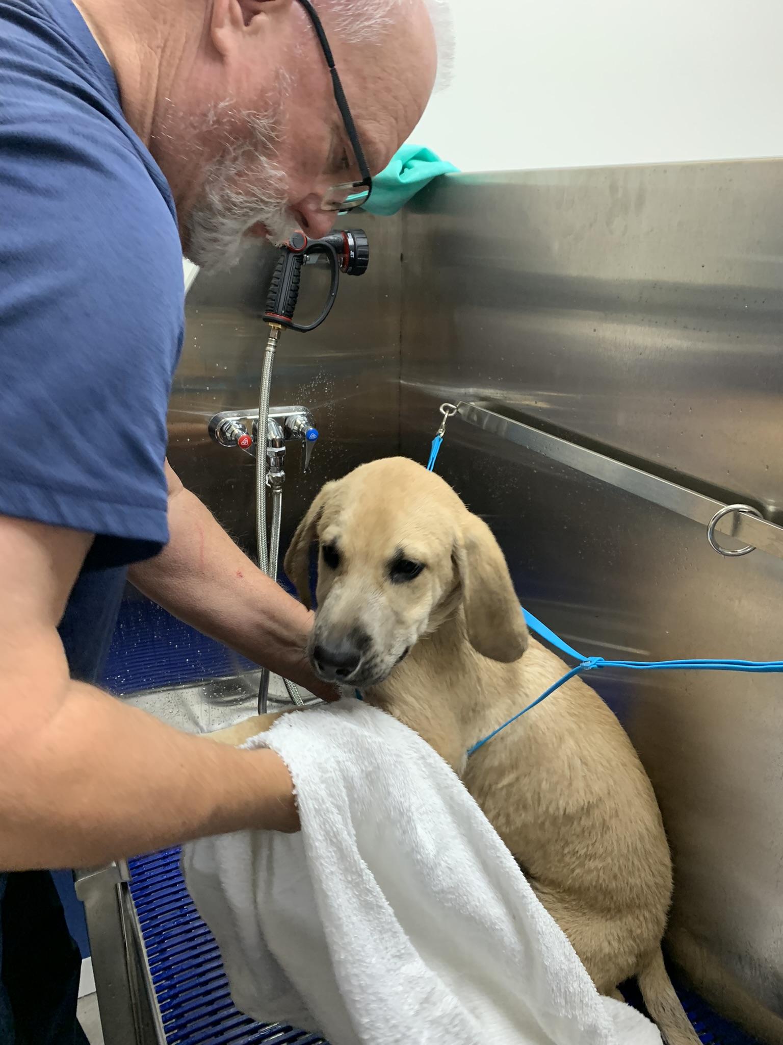 GALLERY Sudsy Mutts Dog Washing and Professional Grooming