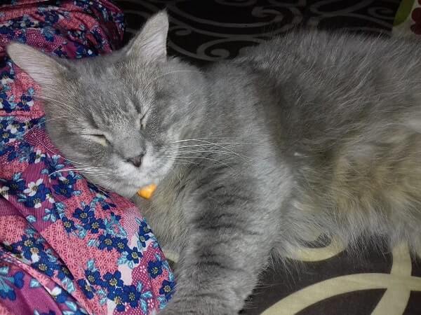 √ [LENGKAP] Arti Mimpi Digigit Kucing Menurut Ahli Yang Benar