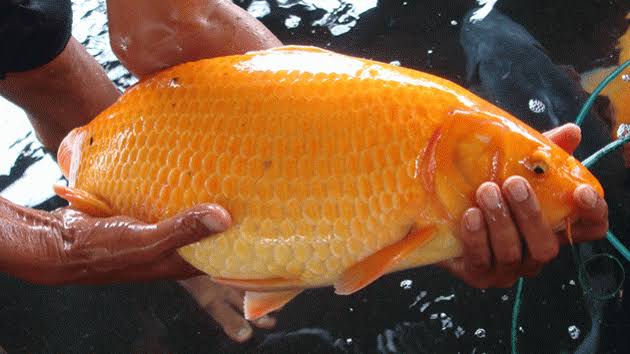 Ingin Memancing Tetapi Malas Bikin Umpan 10 Rekomendasi Umpan Praktis Ini Bisa Langsung Digunakan Lho Ingin Memancing Tetapi Malas Bikin Umpan 10 Rekomendasi Umpan Praktis Ini Bisa Langsung Digunakan Lho pakan ikan tombro