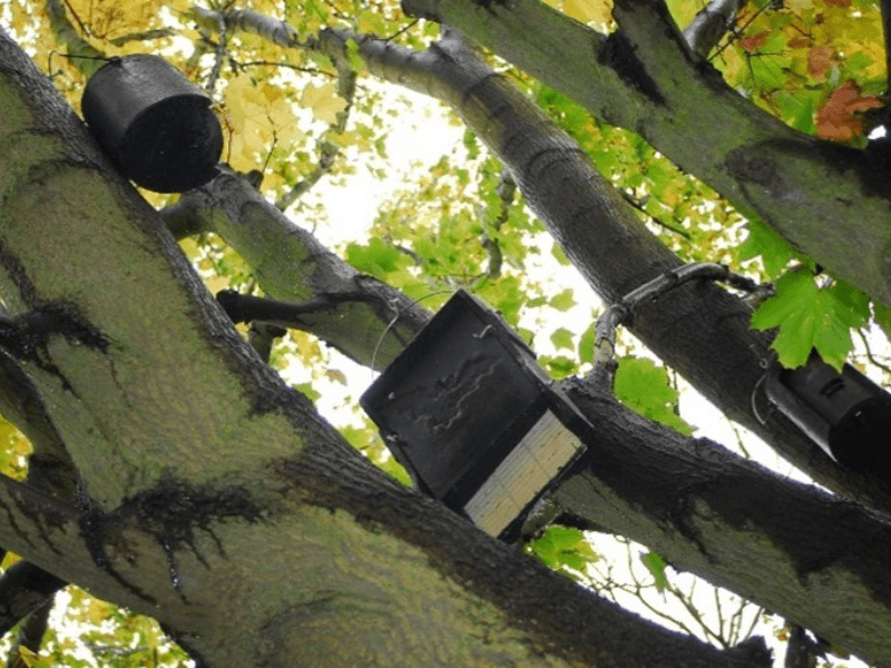 Suffolk homebuilder reveals top tips to encourage bats to hang out in