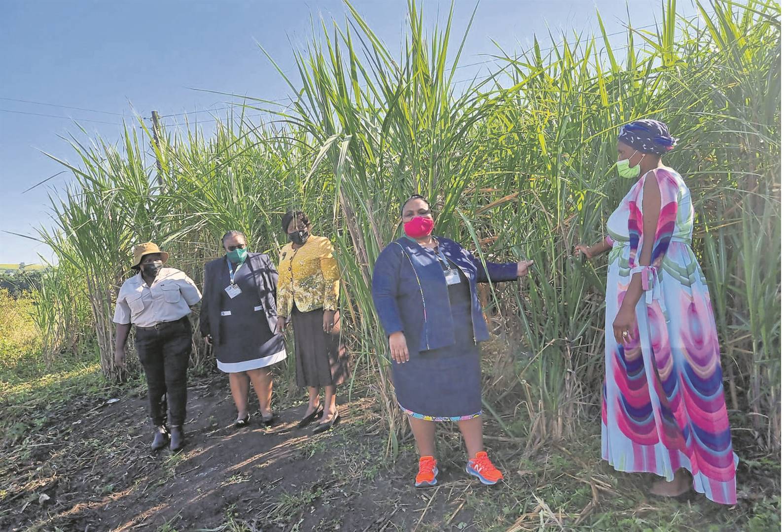 New sugar farming project creates 860 jobs in South Africa Sugar Asia