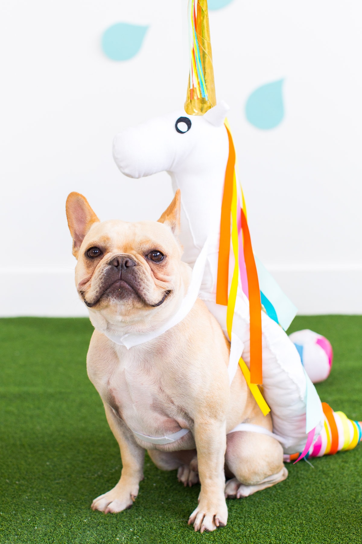 DIY Pool Float Costume For The Pups Sugar & Cloth