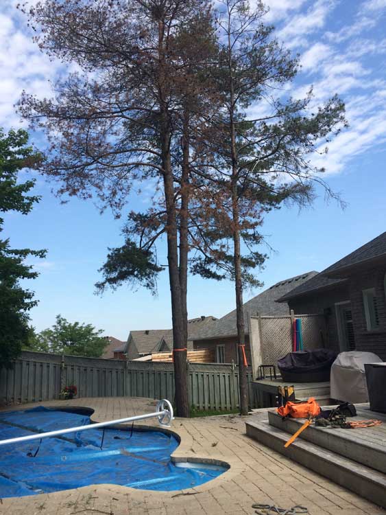 Multiple backyard tree removal with crane in Barrie Ontario Sugar