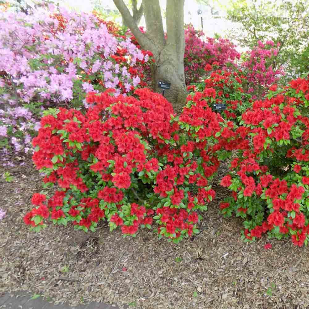 Azalea Girard's Hot Shot Sugar Creek Gardens