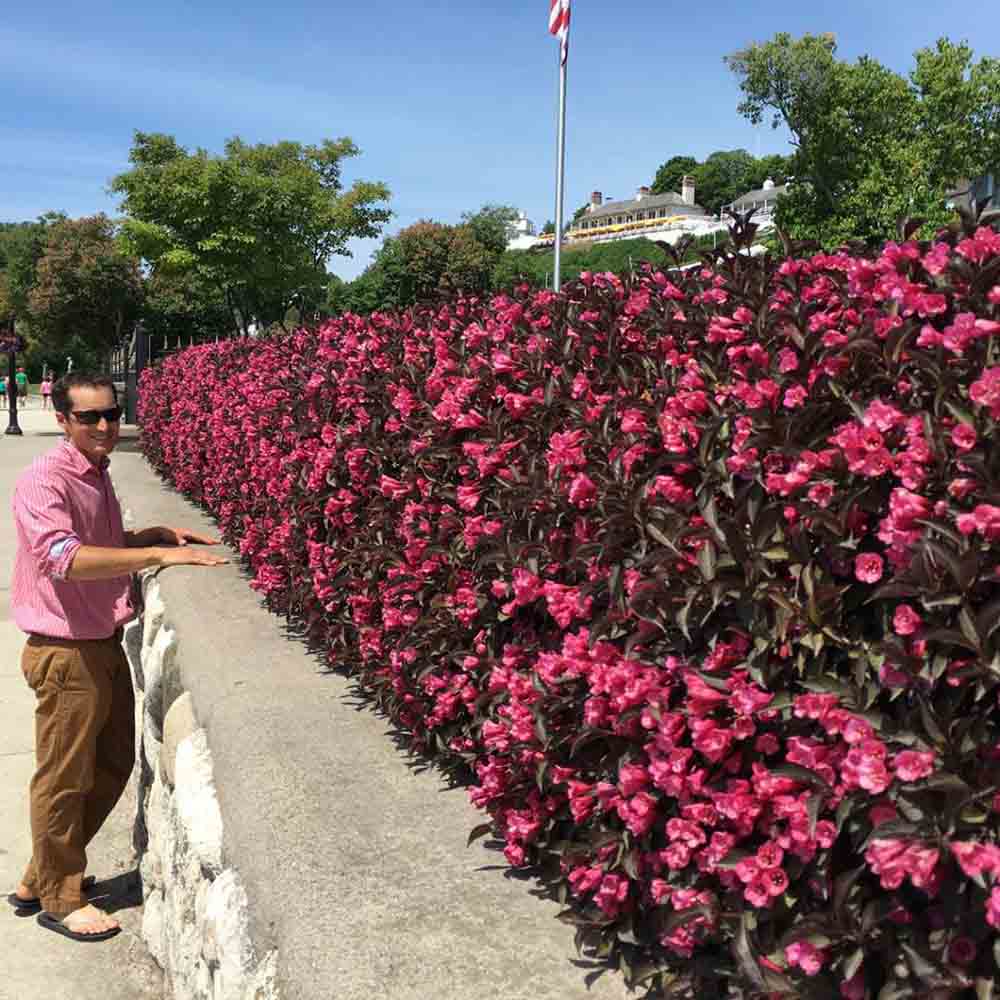 Weigela Wine & Roses Sugar Creek Gardens