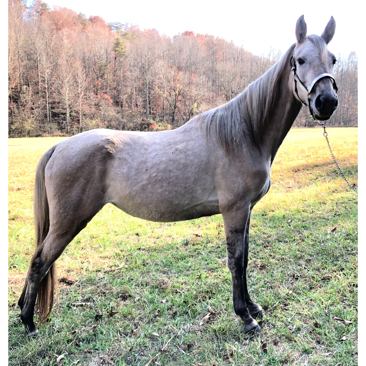 26) MOONLIGHT DUN CASHED IN 22000539 A RARE Dun/Grey Two Year Old