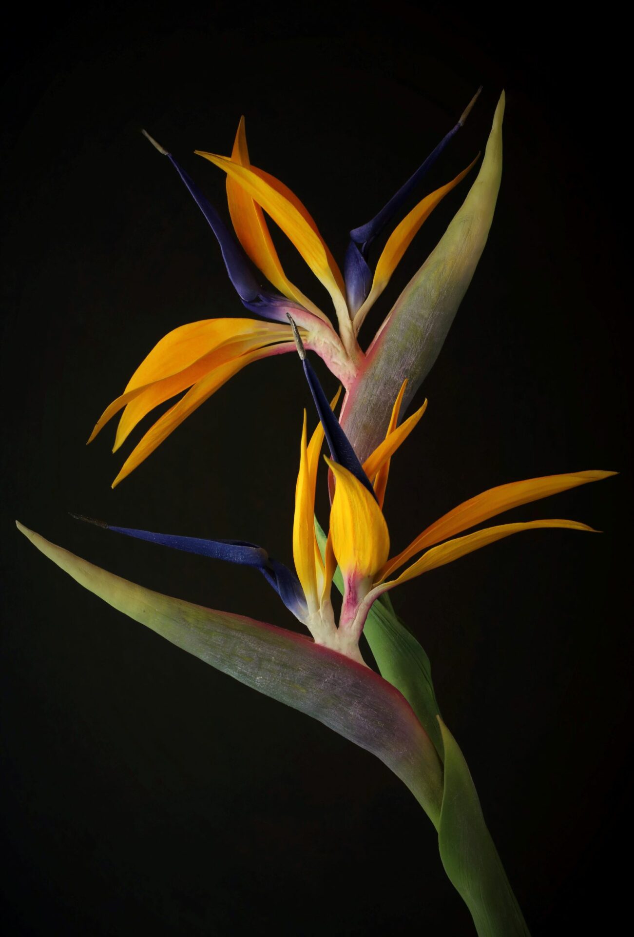 Sugar Collections Sugar Flower Studio