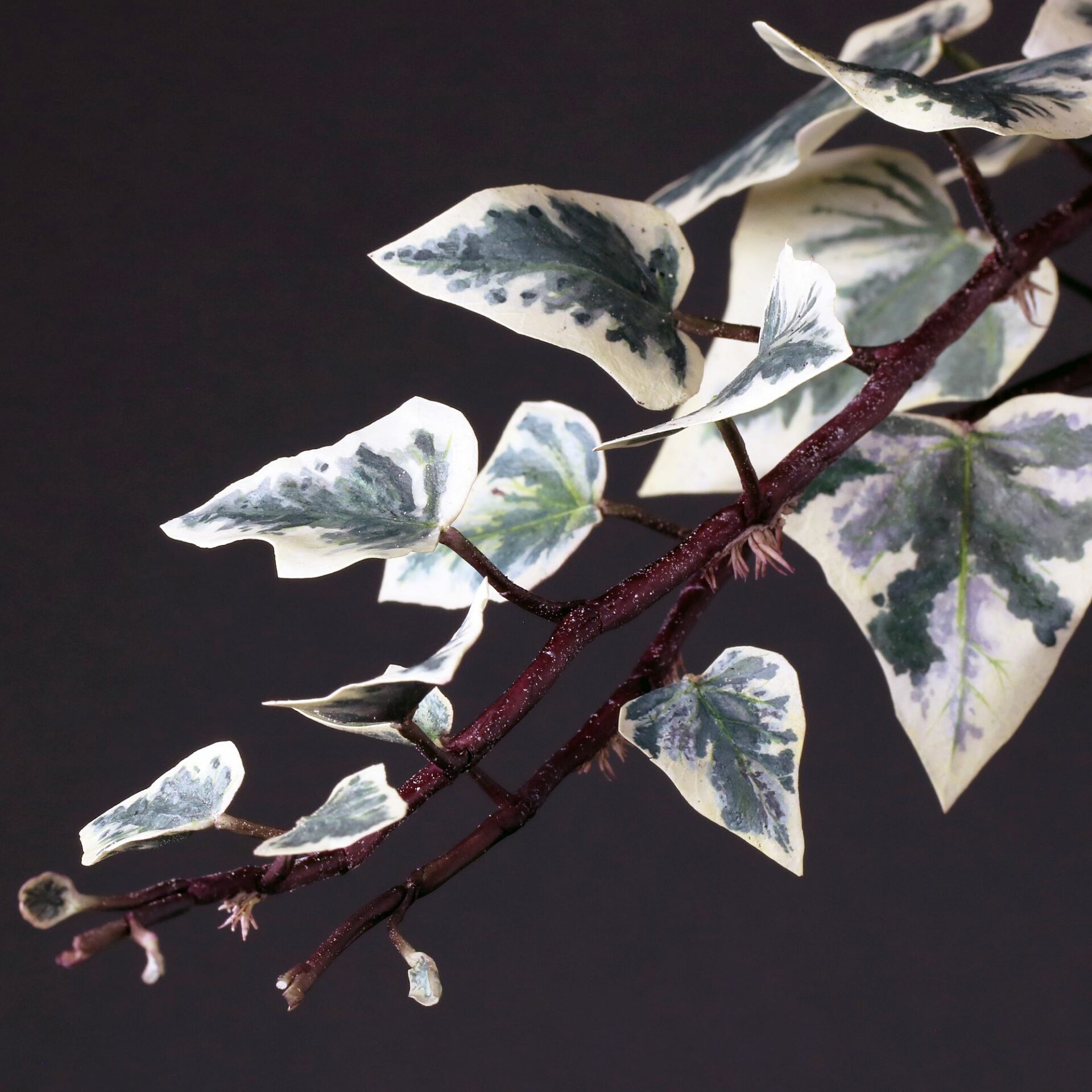 Sugar Collections Sugar Flower Studio