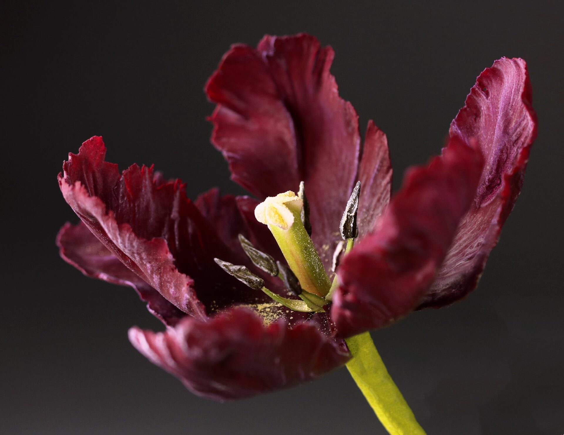 Sugar Collections Sugar Flower Studio