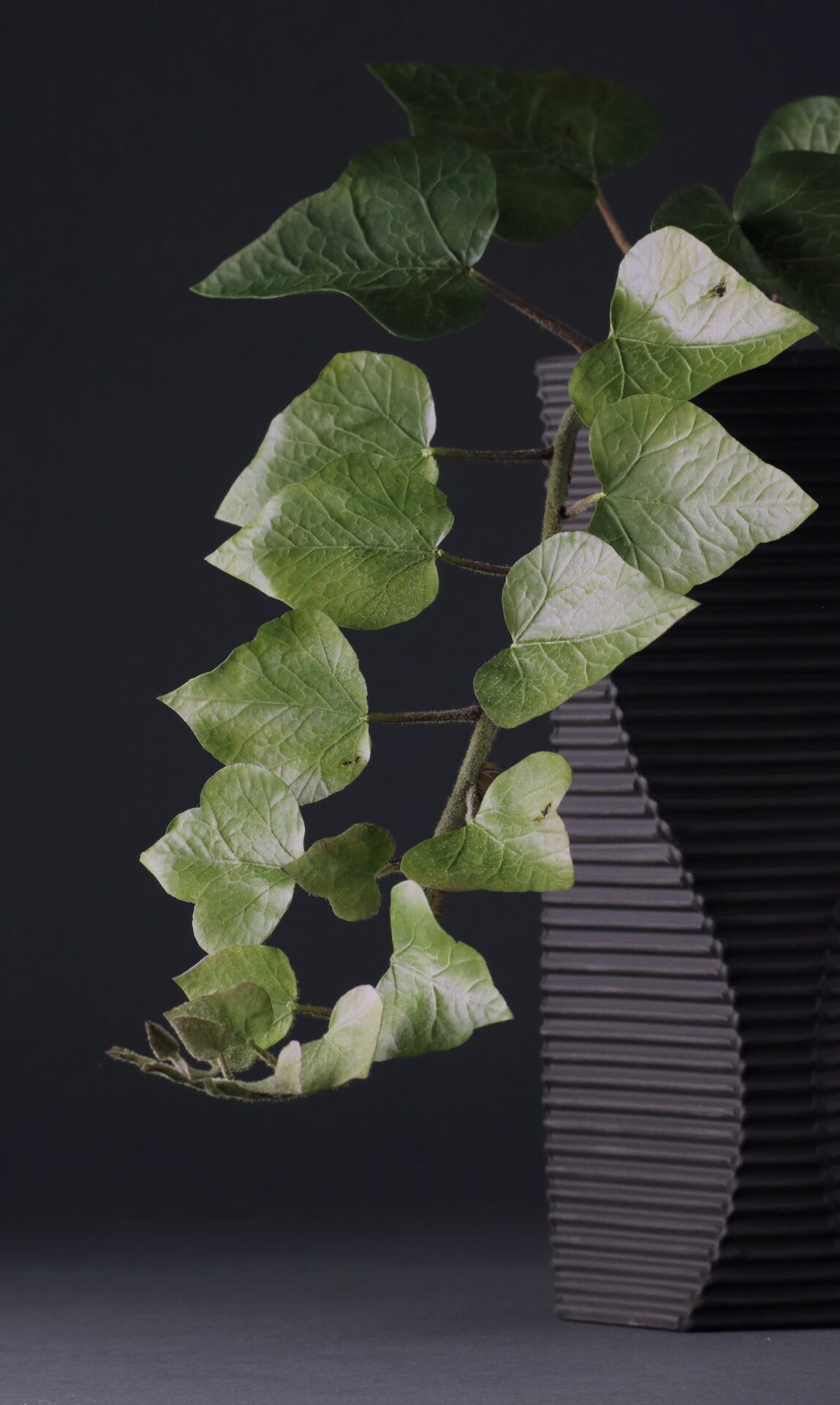 Sugar Collections Sugar Flower Studio