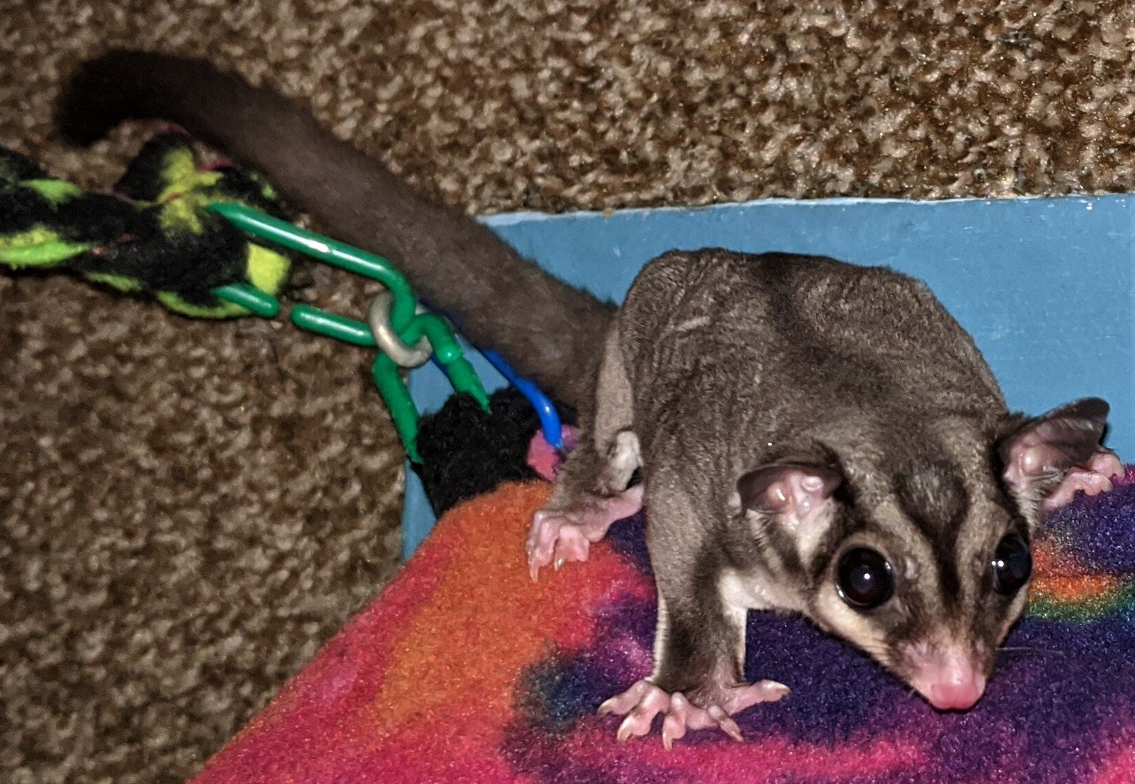 Awesome Possum Sugar Gliders Sugar Glider Directory
