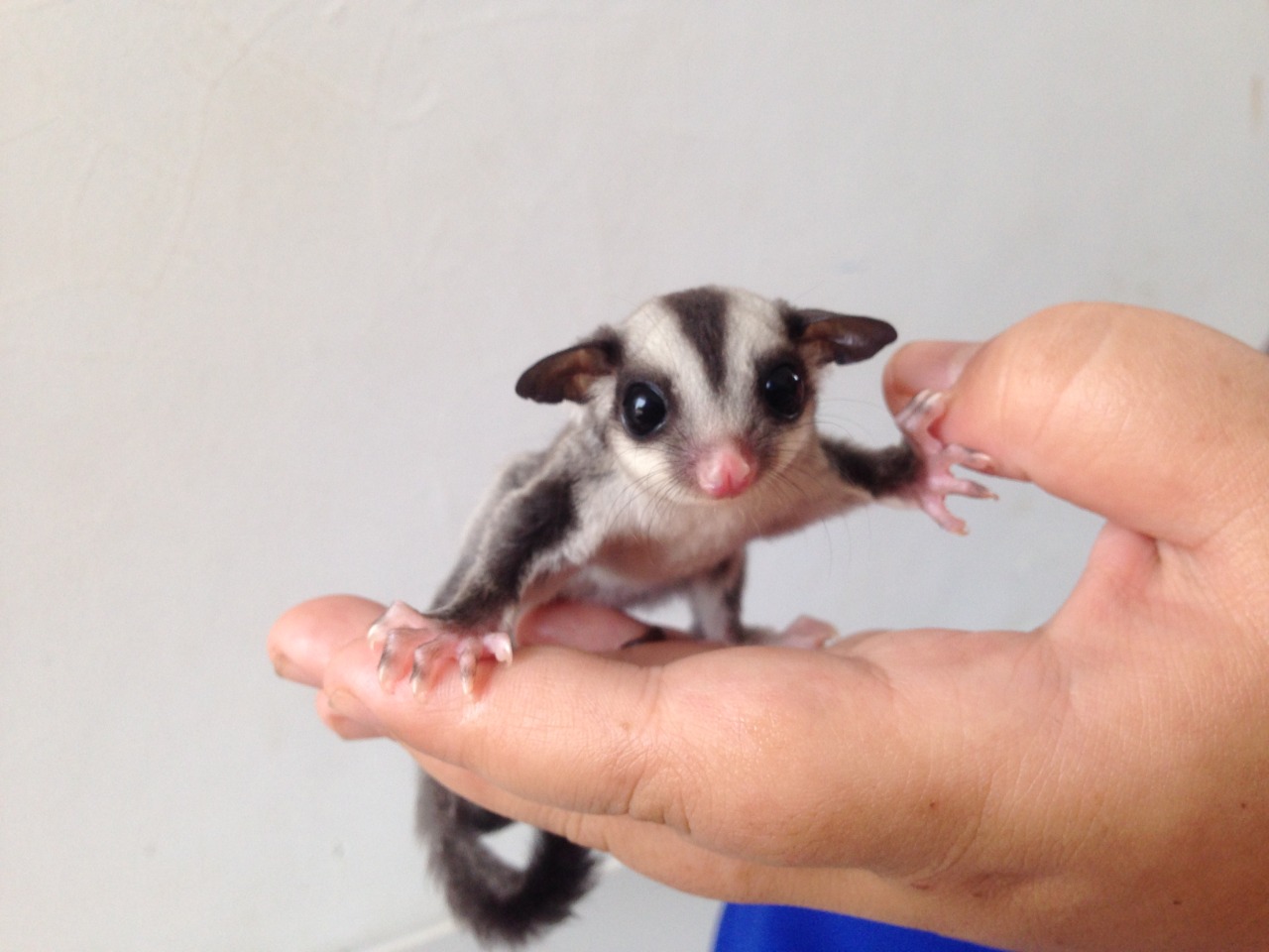 Anakan Sugar Glider Joey dan Karakternya Srigati Sugar Glider