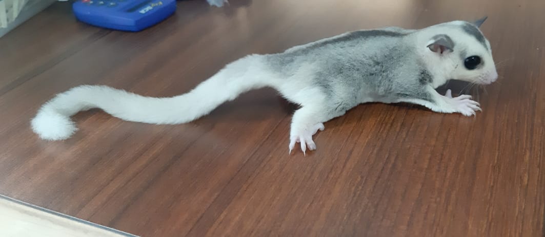 9 Jenis Sugar Glider Termahal Yang Paling Banyak Diminati Lucu Dan Imut Hot Liputan6 Com jual sugar glider jakarta murah