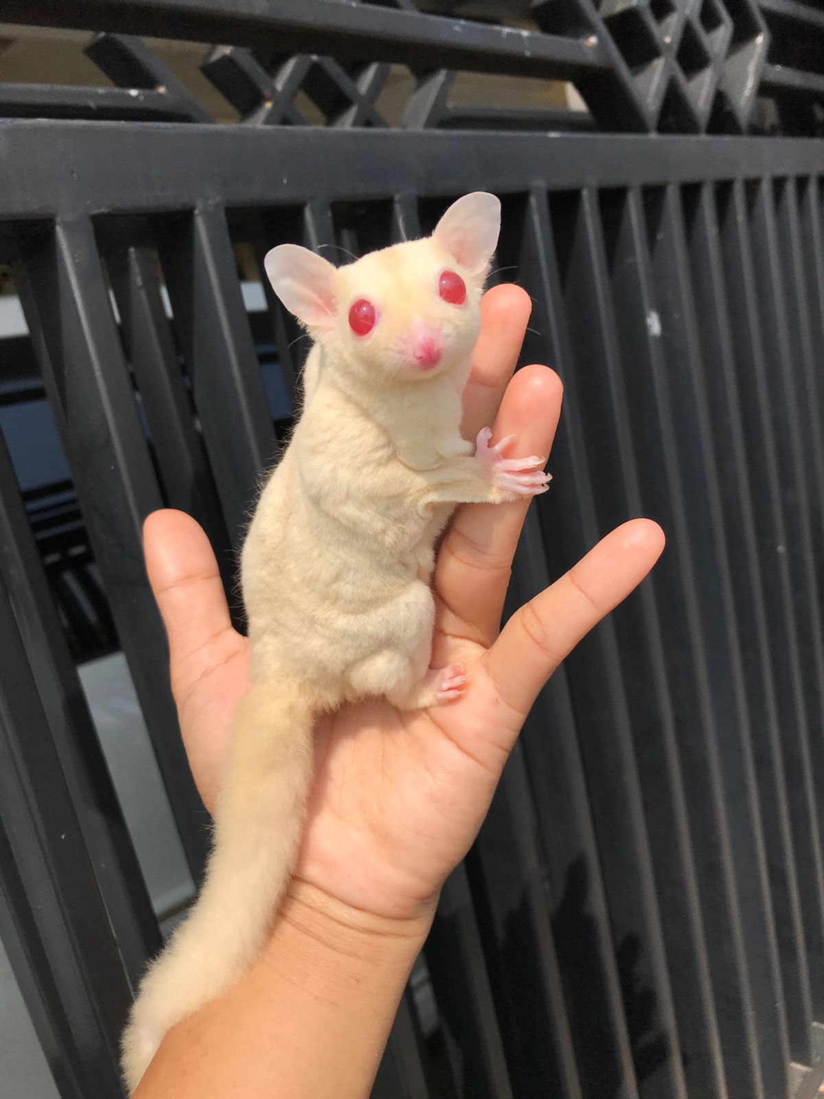 Albino Sugar Glider Bogor