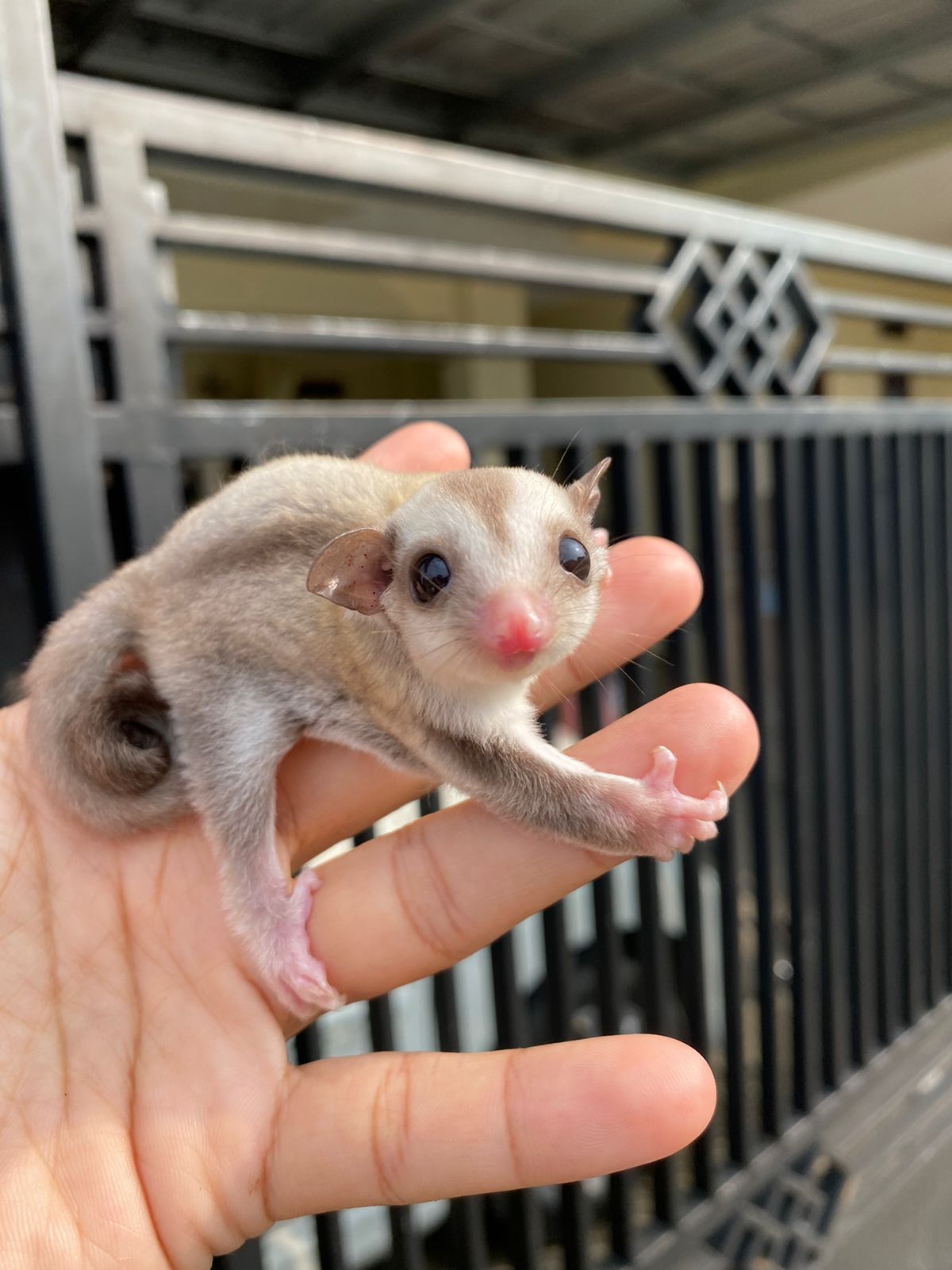 Caramel Sugar Glider Bogor