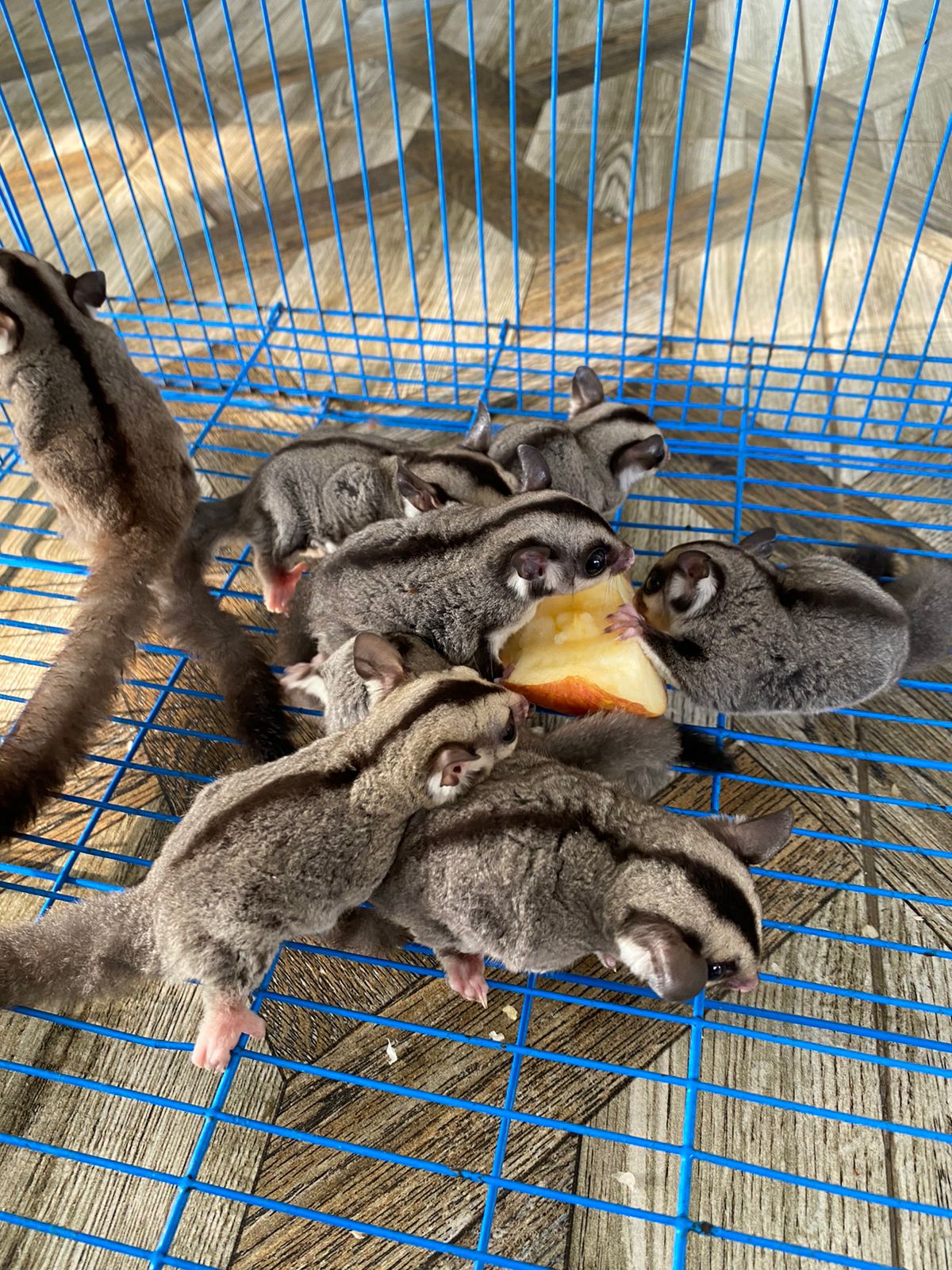 Classic Grey Sugar Glider Bogor