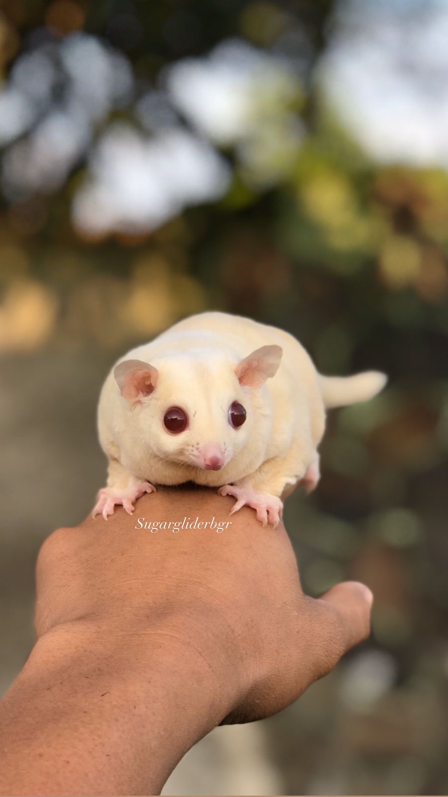 Creamino Sugar Glider Bogor