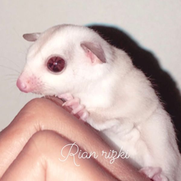 Creamino Sugar Glider Bogor