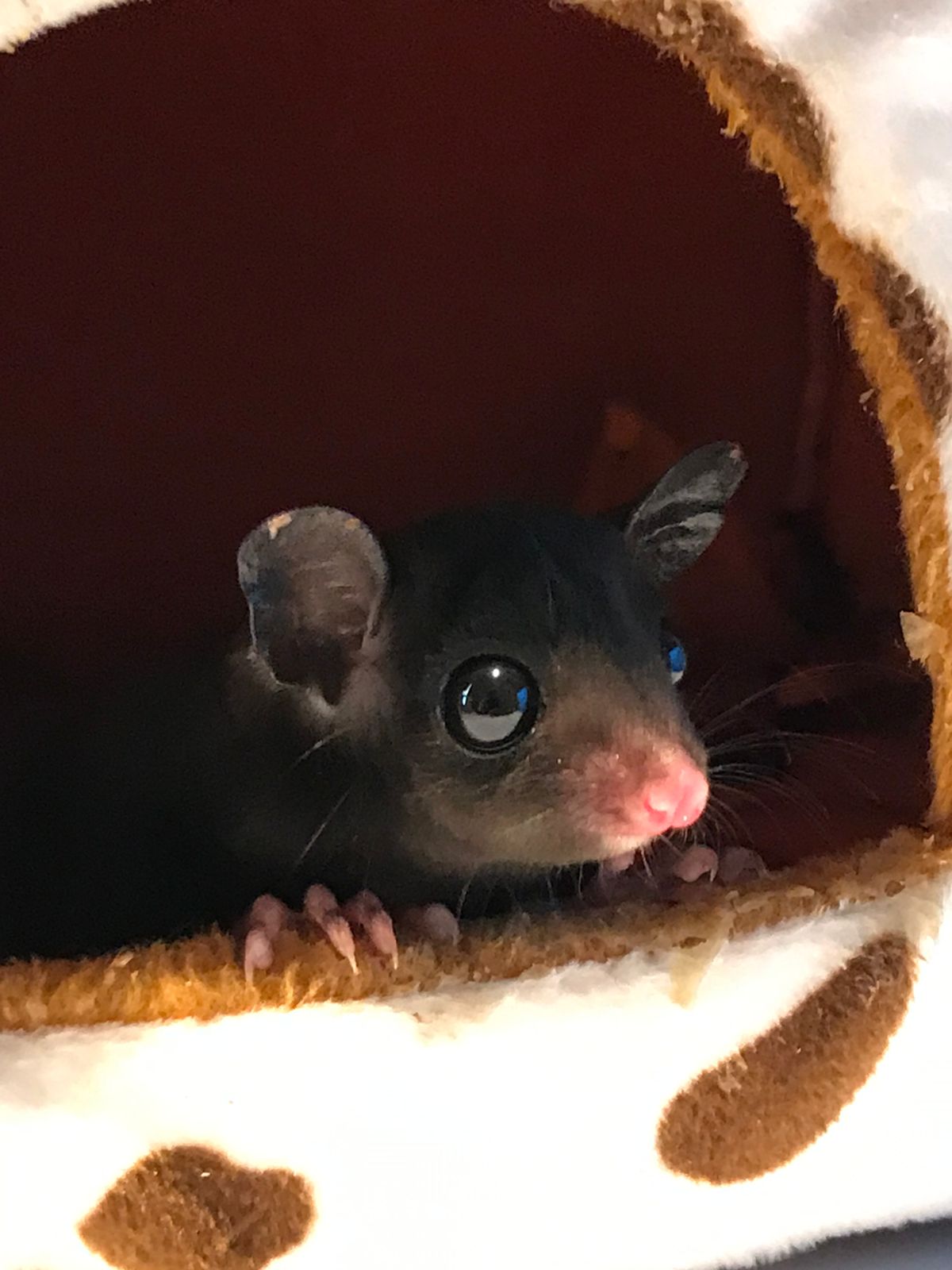 Melanistik Sugar Glider Bogor