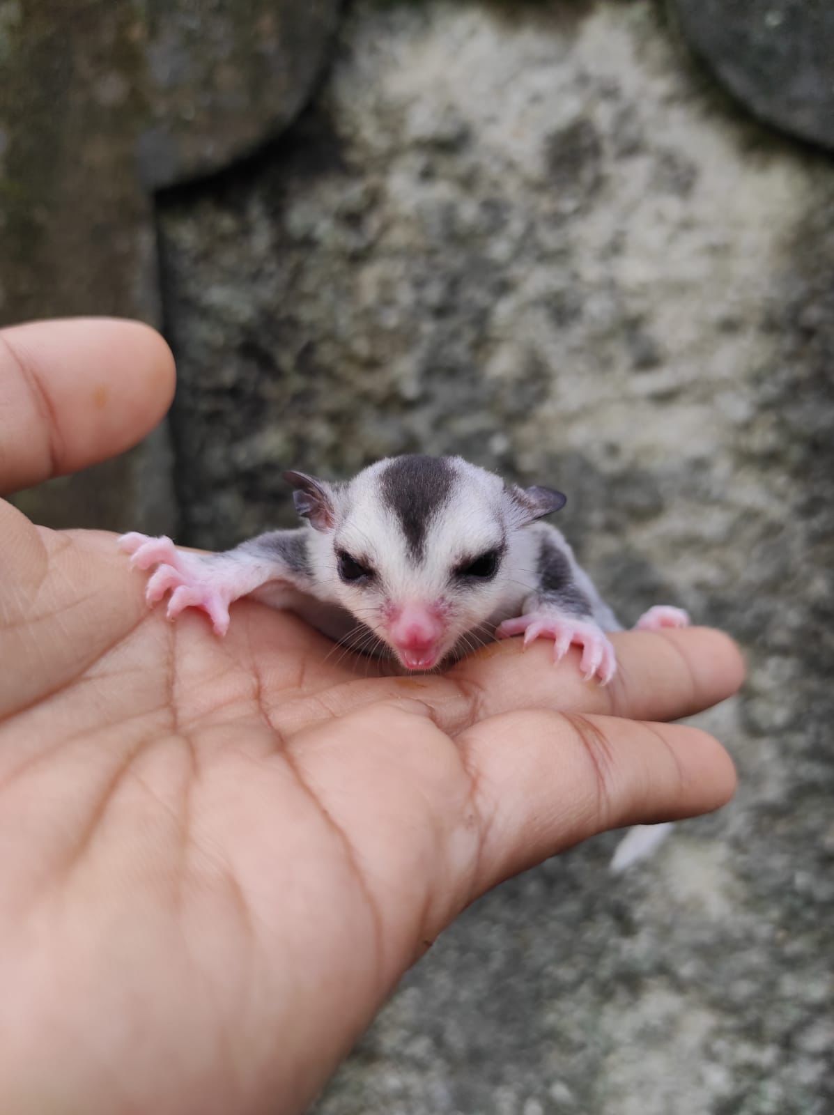 White Face Sugar Glider Bogor