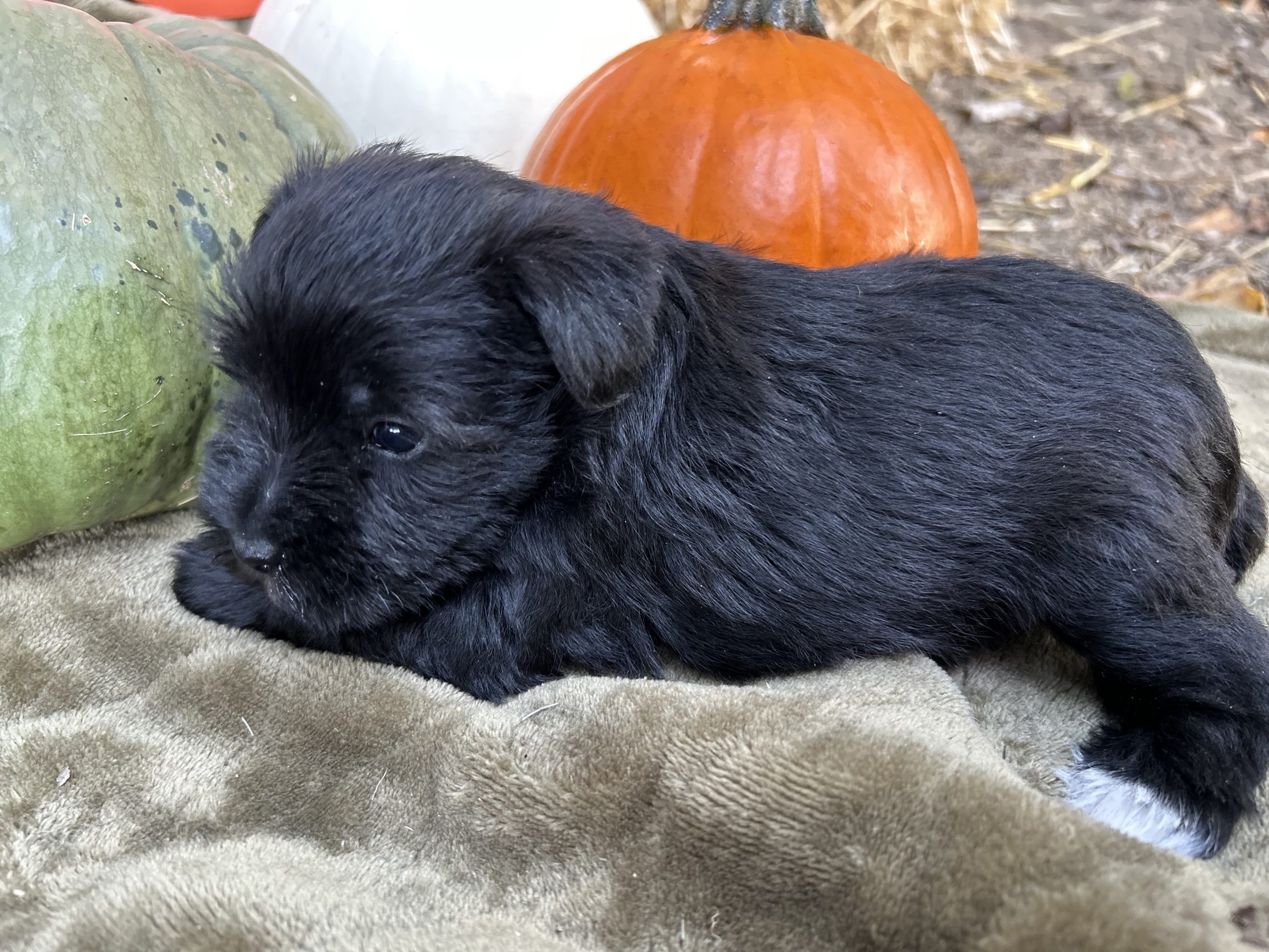 Miniature Schnauzer Puppies For Sale Advance, NC