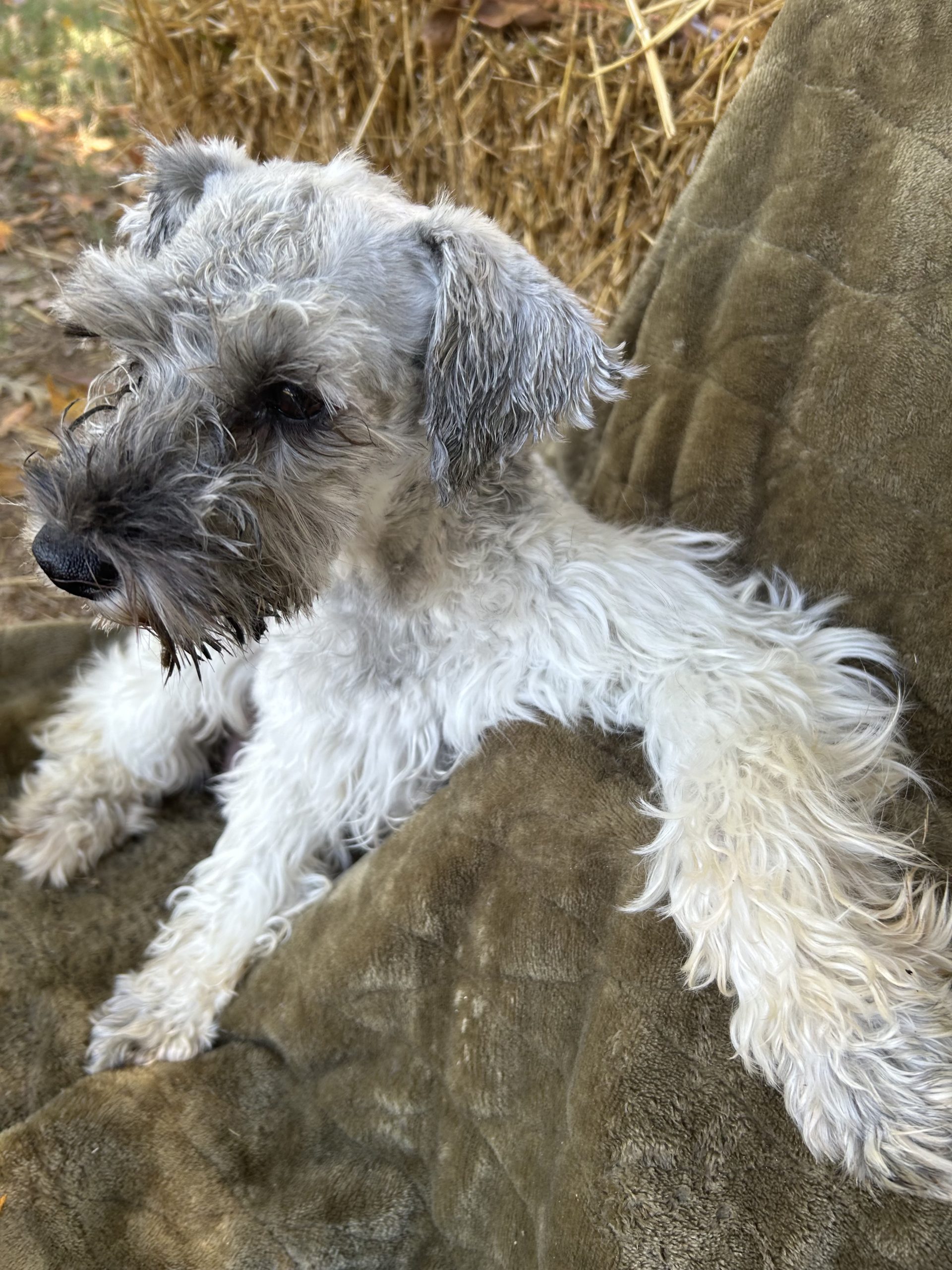 Miniature Schnauzer Puppies For Sale Advance, NC