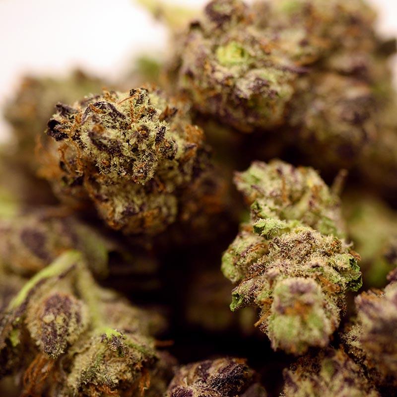 SUNSET SHERBET Sugarleaf