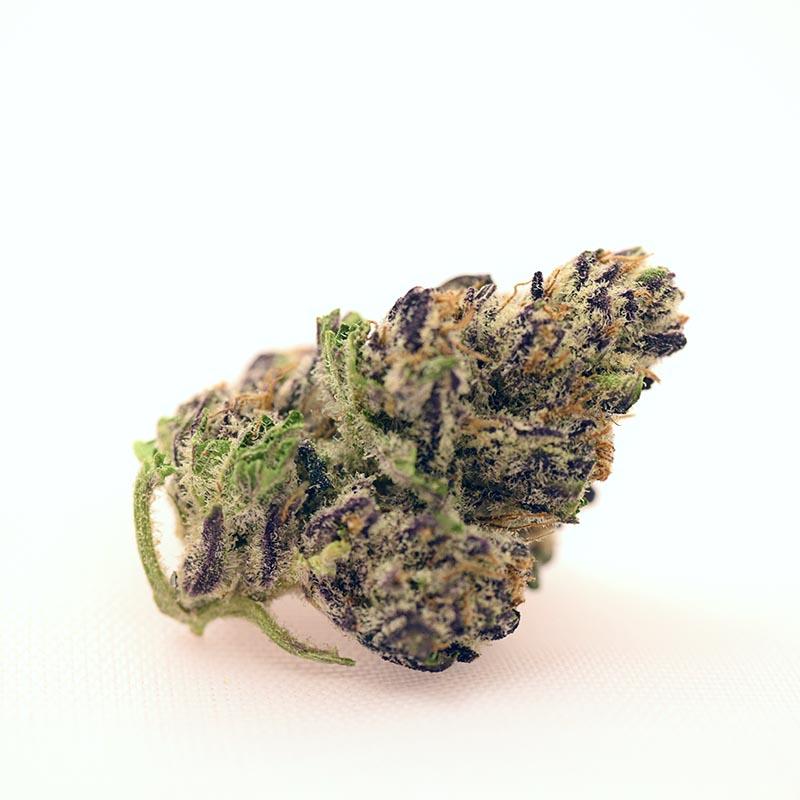 SUNSET SHERBET Sugarleaf