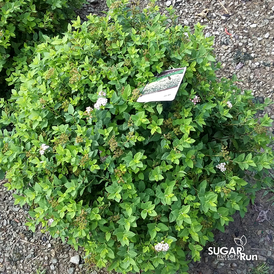 Variegated English Boxwood Pyramidal Sugar Run Nursery