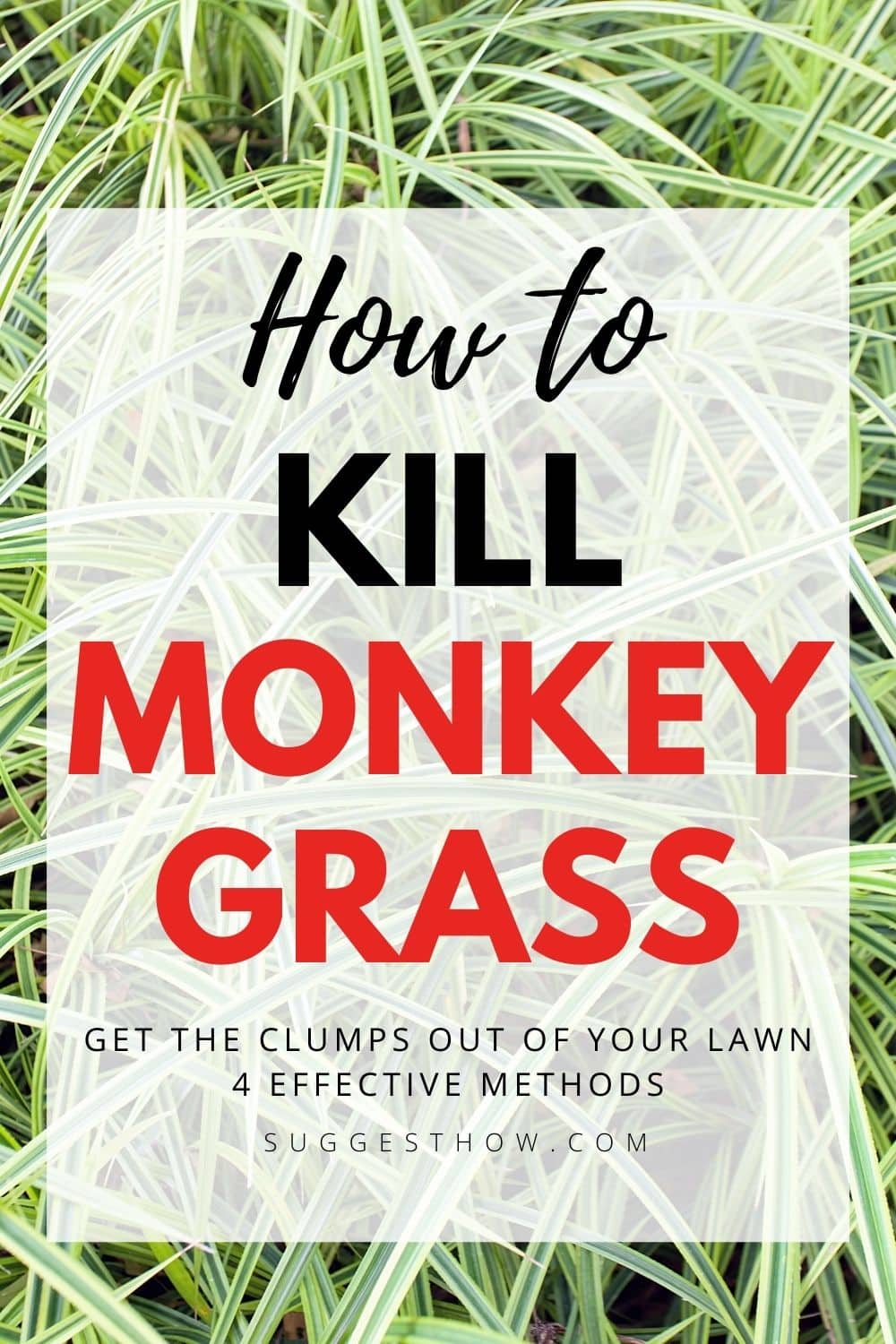 How to Kill Monkey Grass 4 Simple Methods & Tips
