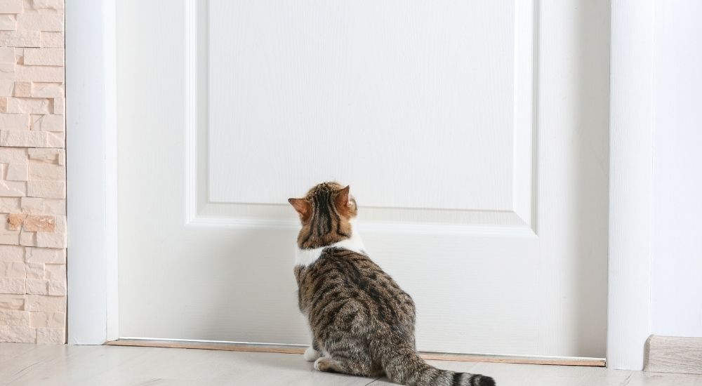 How to Stop Cat from Scratching Door Frames 6 Tips You Can Try