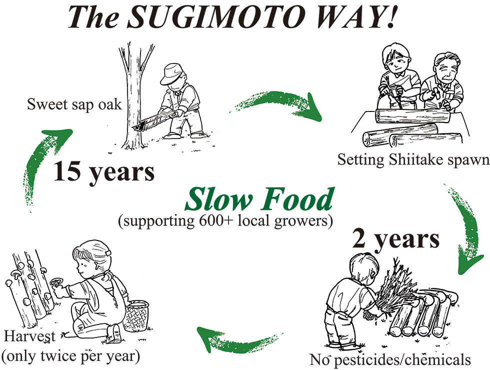 Forest undergoes a 15years life cycle Dried Shiitake mushroom