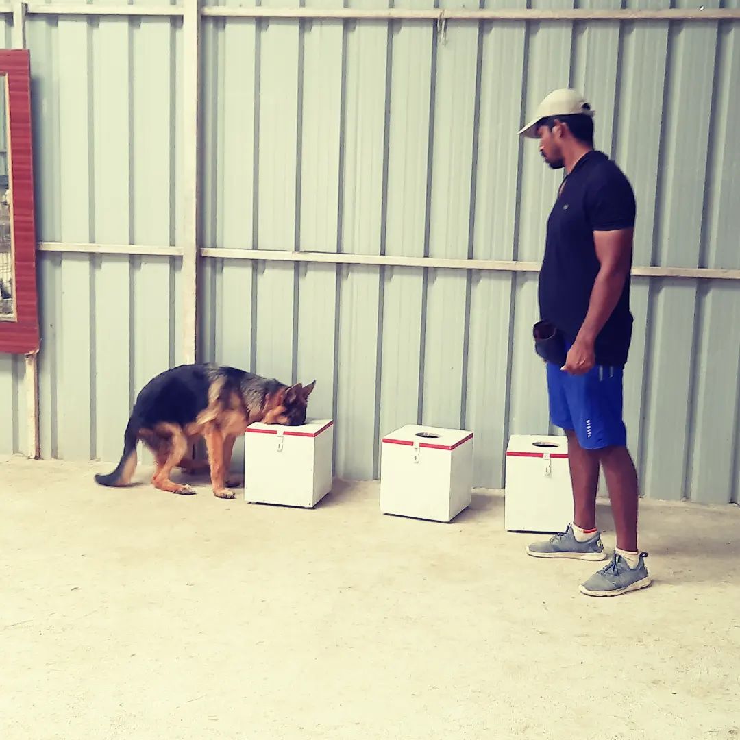Dog Trainers in Chennai, Dog Training and Boarding in Chennai