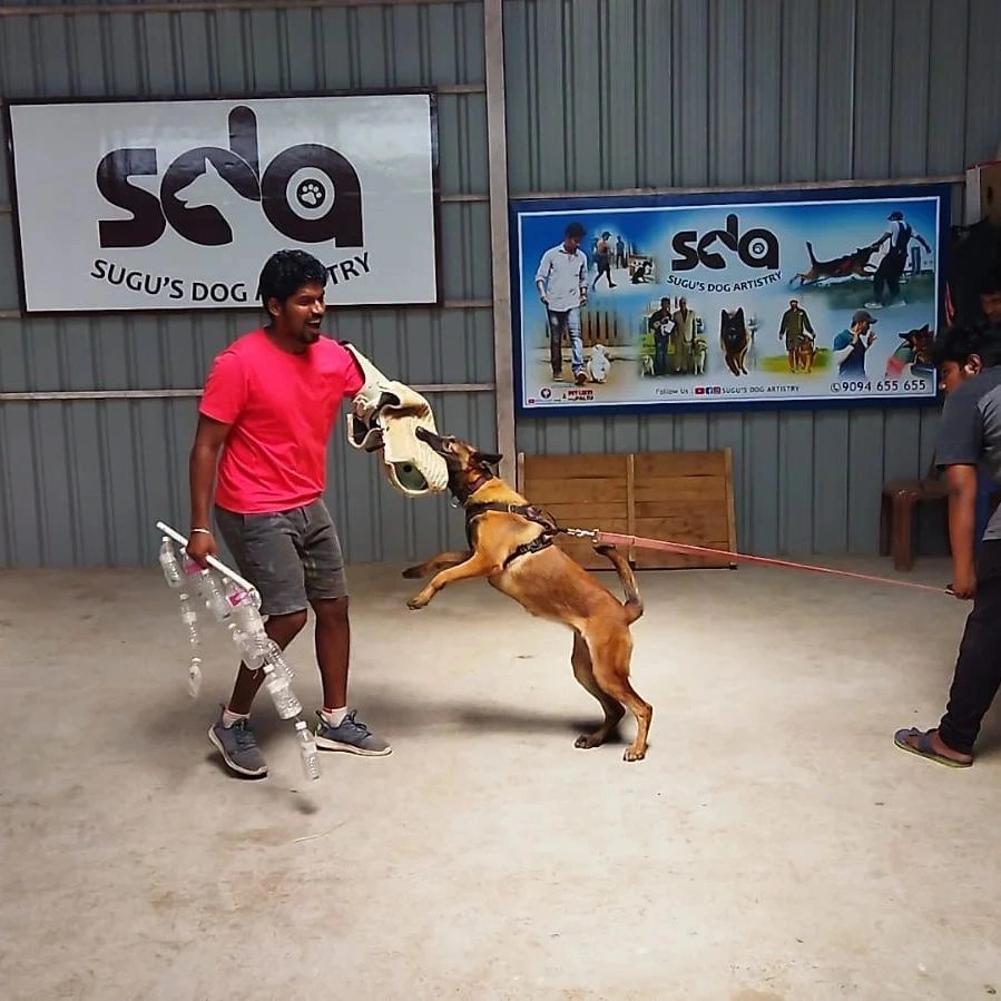 Trained Dogs for sale in chennai