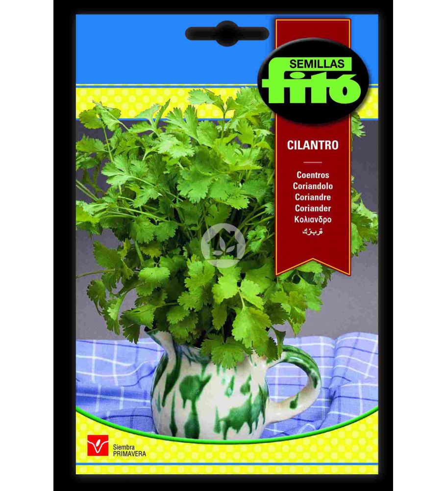 Semilla de Cilantro