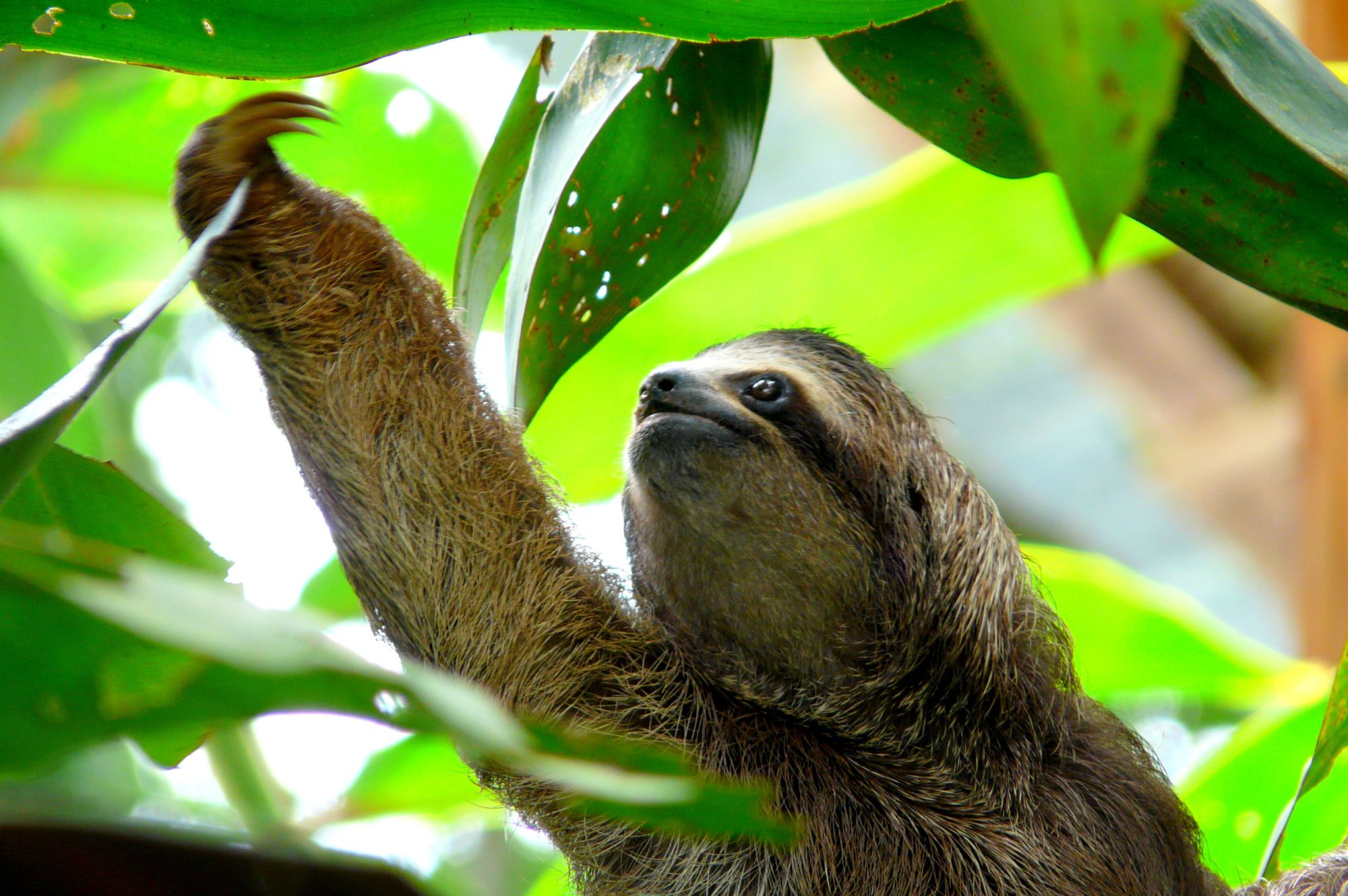 Is Costa Rica Safe for Solo Female Travellers? Suitcase and Heels