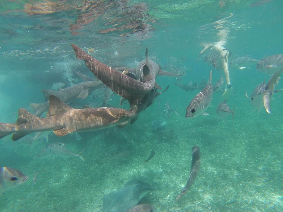 Why This Scuba Instructor Switched To A Menstrual Cup Instead Of