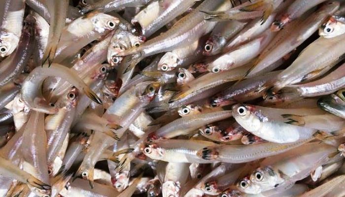 Pakan Ikan Arwana Agar Cepat Besar, Tips Pemeliharaan Dan Makanan Ikan