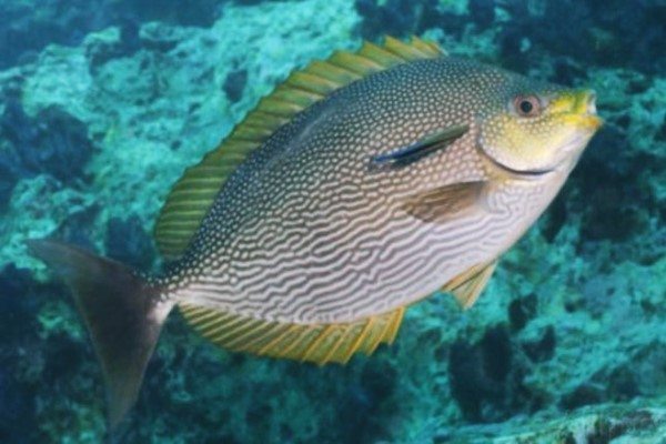 √ Jenis dan Harga Ikan Baronang Terbaru Juli 2021 Suka Ikan