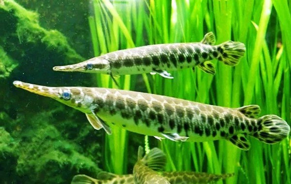 √ Daftar Harga Ikan Aligator Terbaru Maret 2022 - Suka Ikan