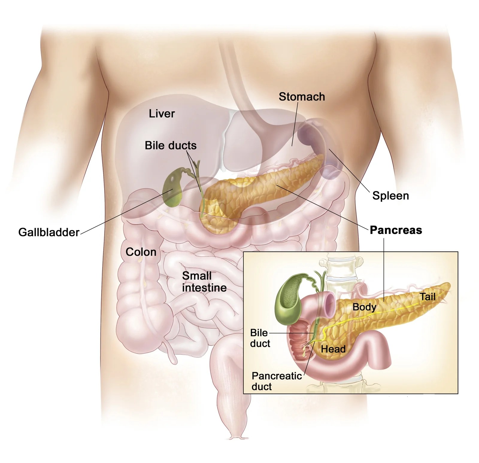Pancreas (अग्नाशय) in Human Body Biology Topic. SukRaj Classes