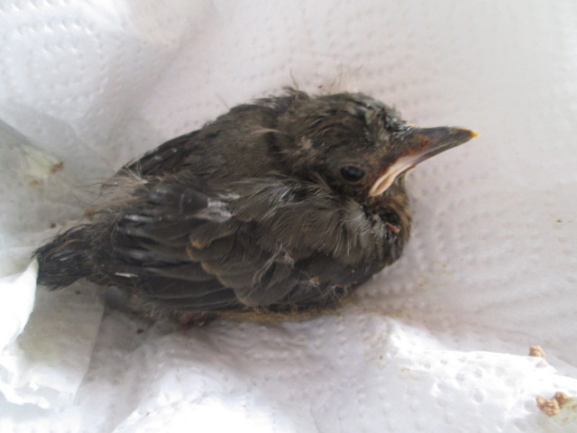 Poopsie the Olive (Karoo) Thrush Week 2 Skimming