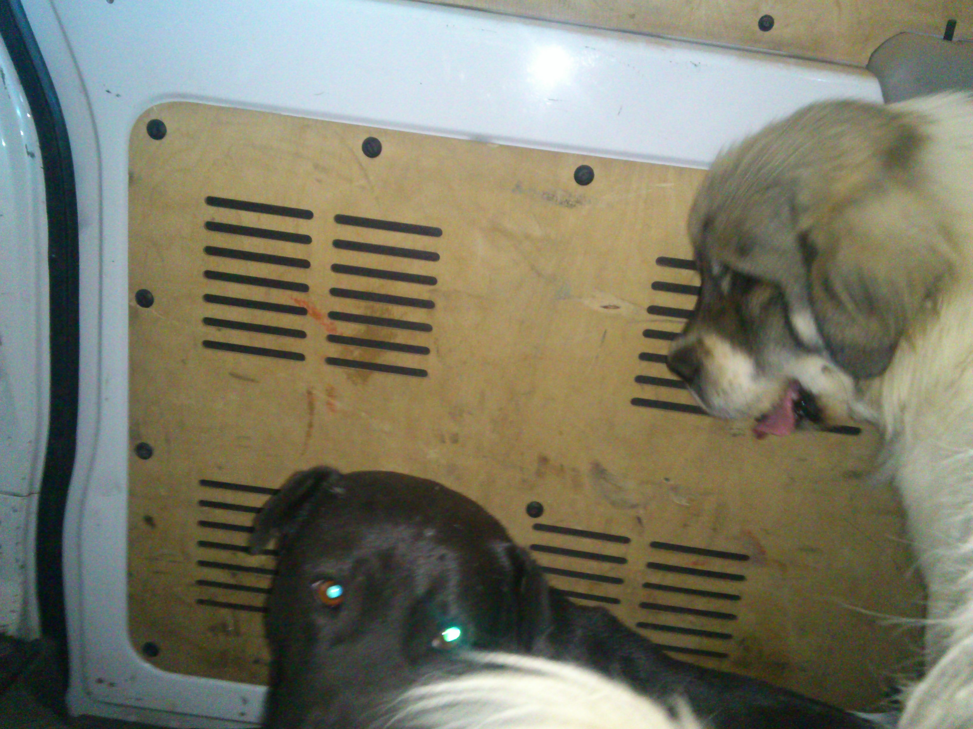 Are Dogs Cold Blooded