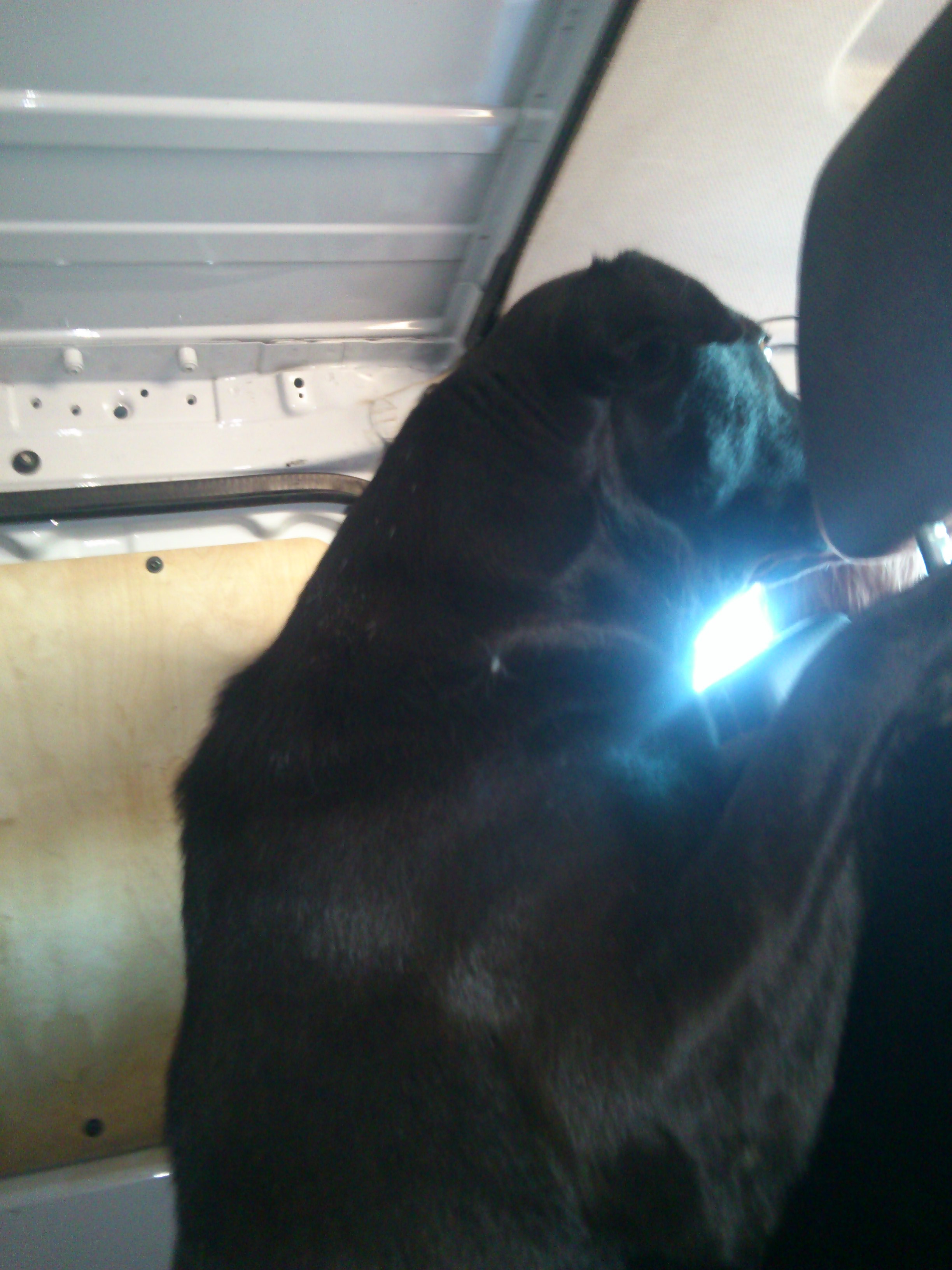 Are Dogs Cold Blooded