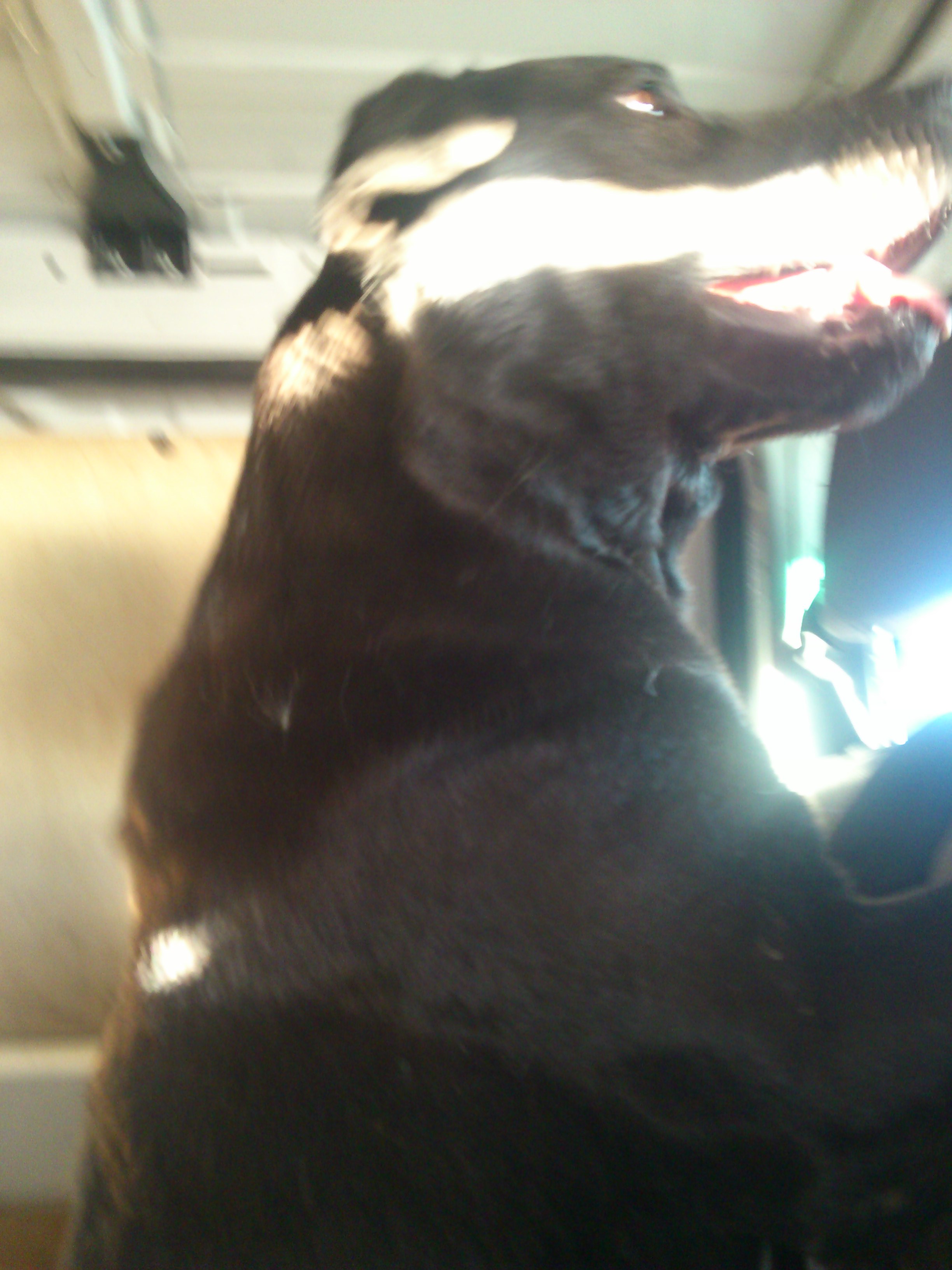 Are Dogs Cold Blooded