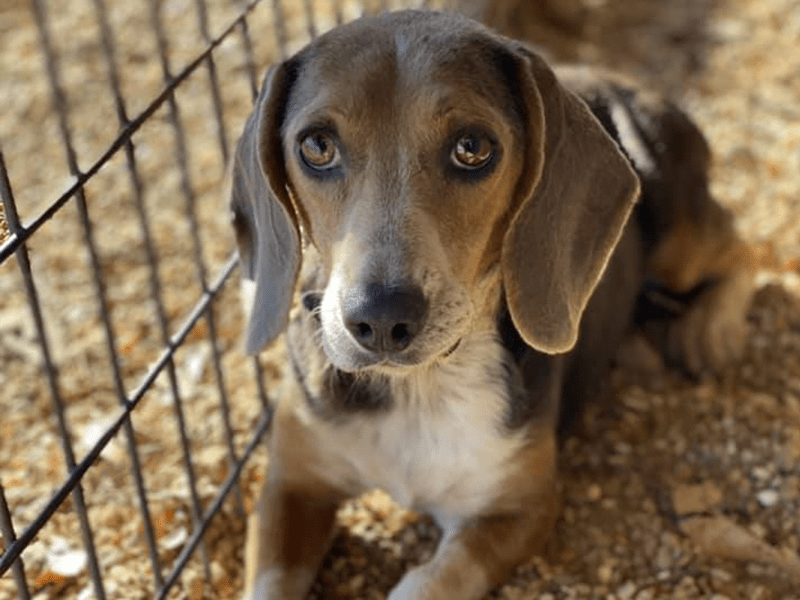 Boarding Sullivan Veterinary Clinic of Winnsboro