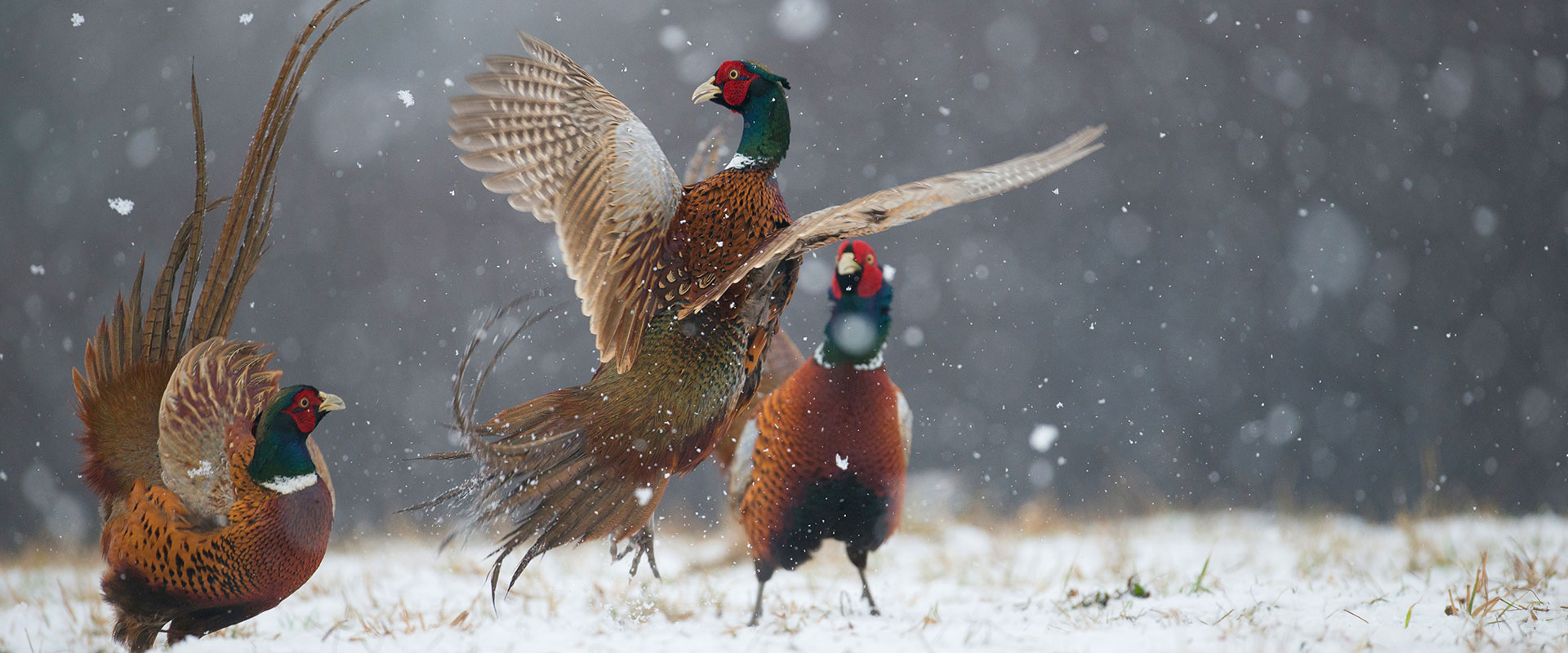 Sully Flats Social Club Gregory, South Dakota