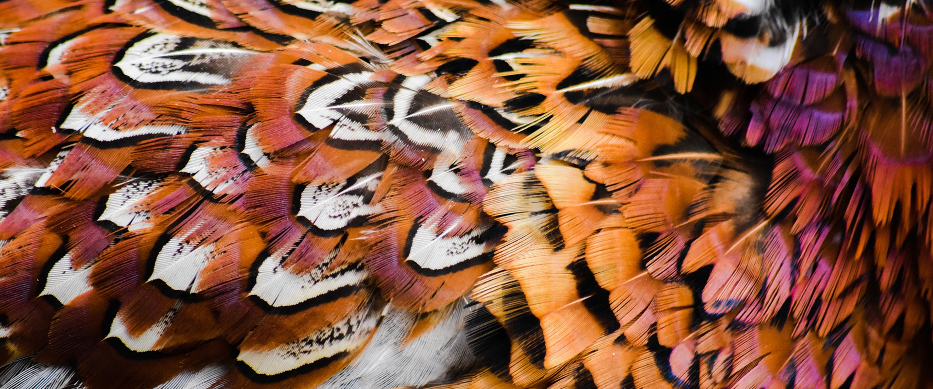 Sully Flats Social Club Gregory, South Dakota