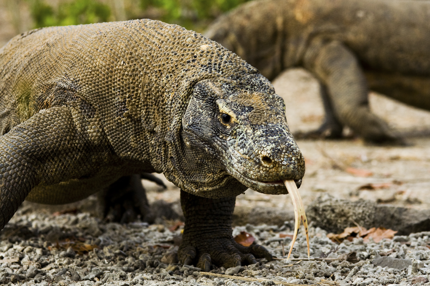 Komodo Dragons Search Food Suma Explore Asia