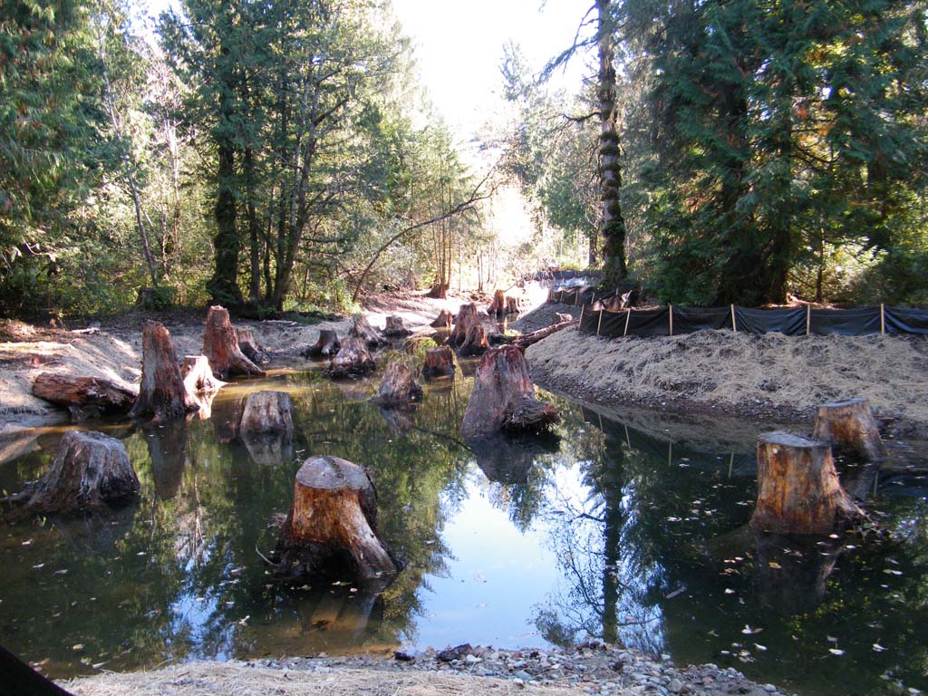 Habitat Restoration Vancouver Sumas Remediation